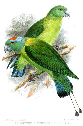 Blue-winged racket-tail